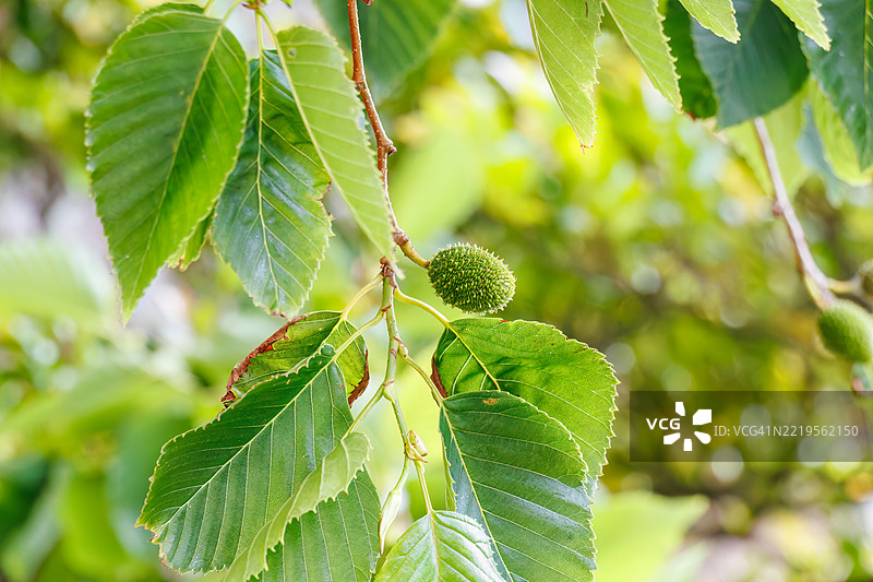 日本赤杨（Alnus japonica, 桦木科）的果实。图片素材