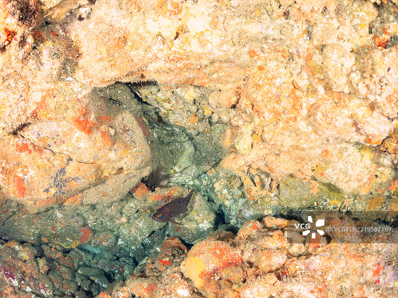 海洞中的日本岩鱼，学名：Sebastes Inermis。图片素材