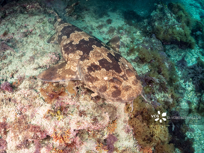 日本扁鲨，Orectolobus japonicus，鲨鱼，位于海洞中。它们通常生活在较深的水域，但在初夏时会来到浅海洞中产仔。图片素材