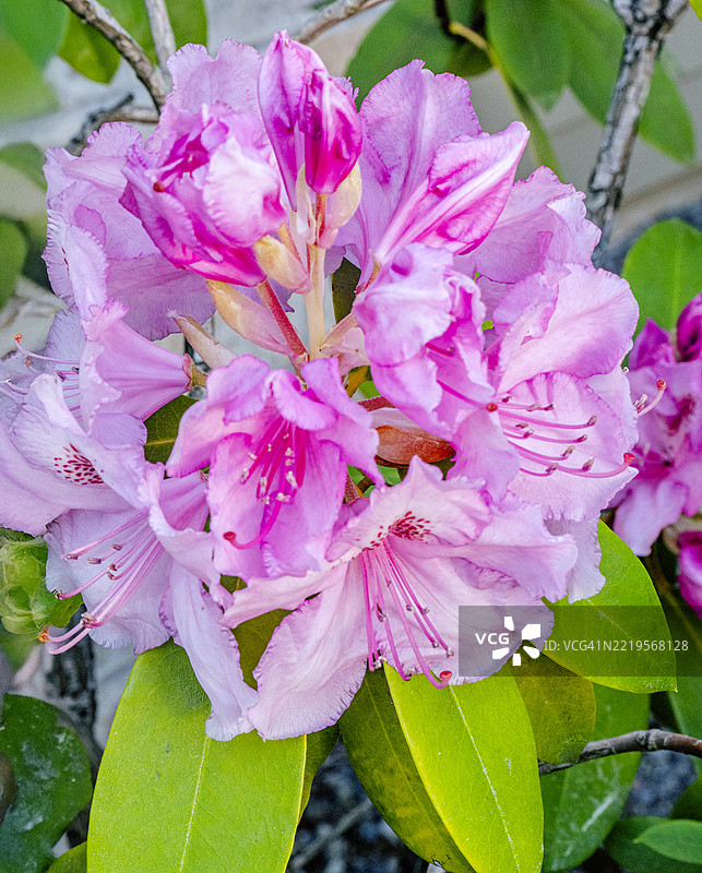 2025年5月5日 盛开的粉色杜鹃花灌木 004图片素材