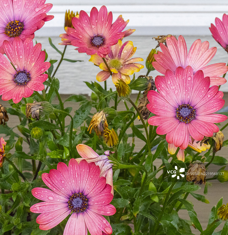 雨后 - 奥斯特罗斯佩鲁姆图片素材