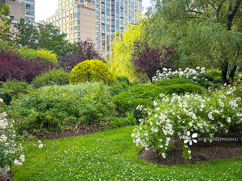 纽约西区公园的郁郁葱葱的树叶图片素材