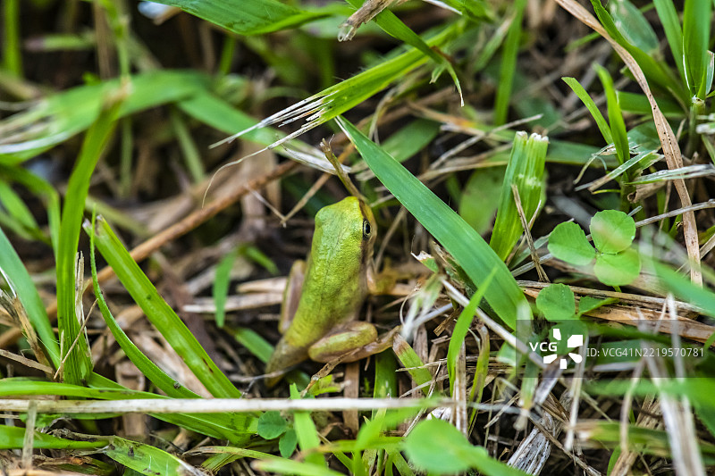 一只日本树蛙，尾巴仍然连着，显示它还是蝌蚪时的样子图片素材
