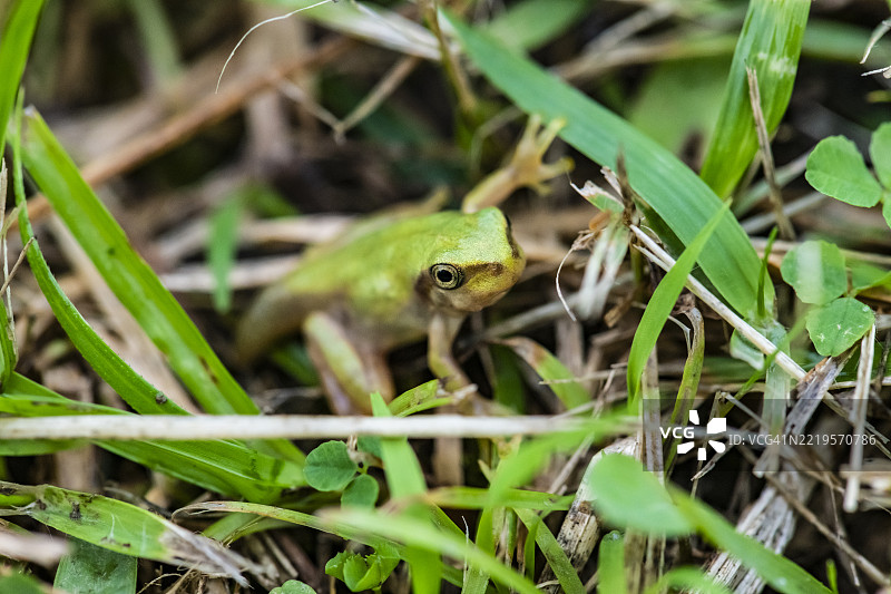 一只日本树蛙，尾巴仍然连着，显示它还是蝌蚪时的样子图片素材