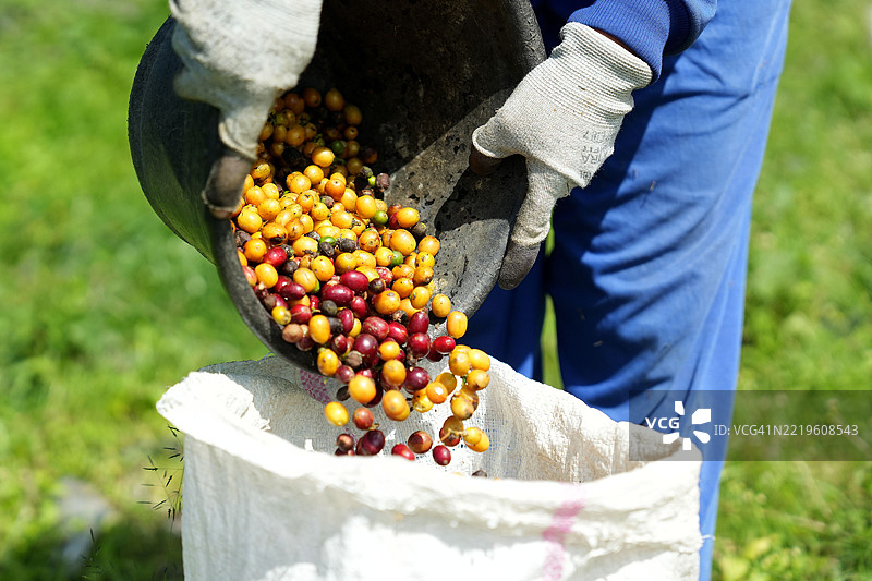 一个人将咖啡果实倒入袋子中图片素材