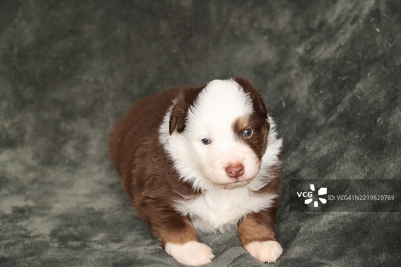 一只棕白相间的小狗坐在毯子上图片素材