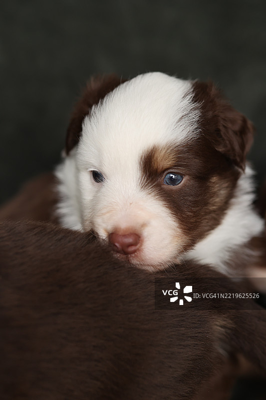 一只棕白相间的小狗正在看着镜头图片素材