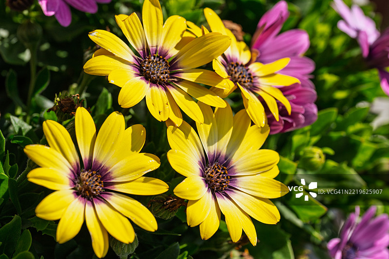 黄色雏菊花特写图片素材