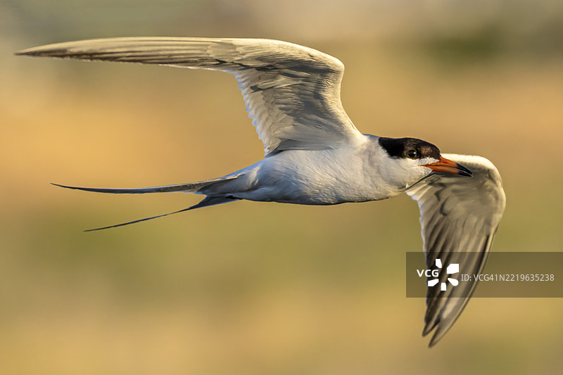 捕猎燕鸥图片素材
