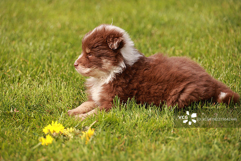 一只棕白相间的小狗正躺在草地上图片素材