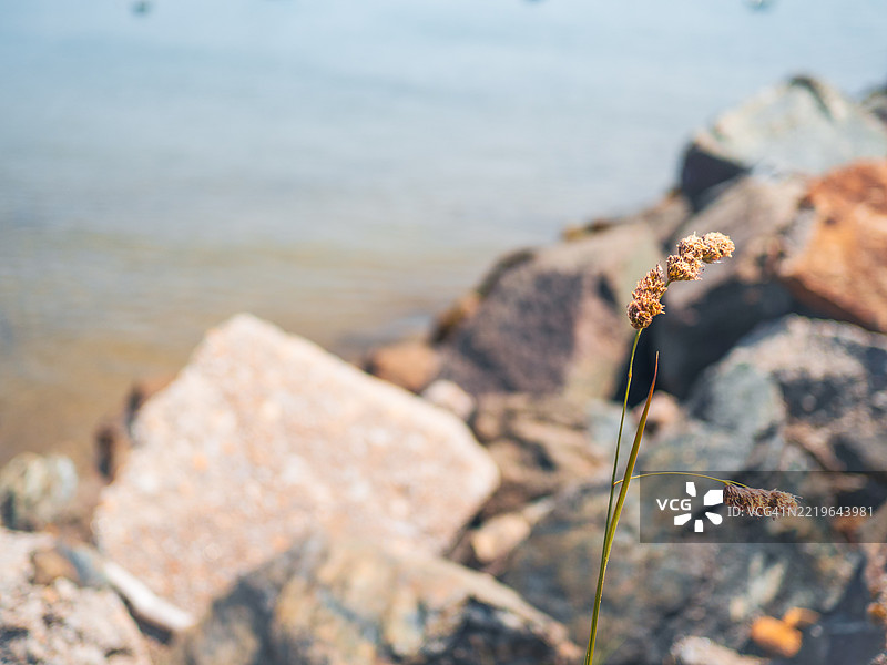 海边岩石间生长的干燥海岸草图片素材