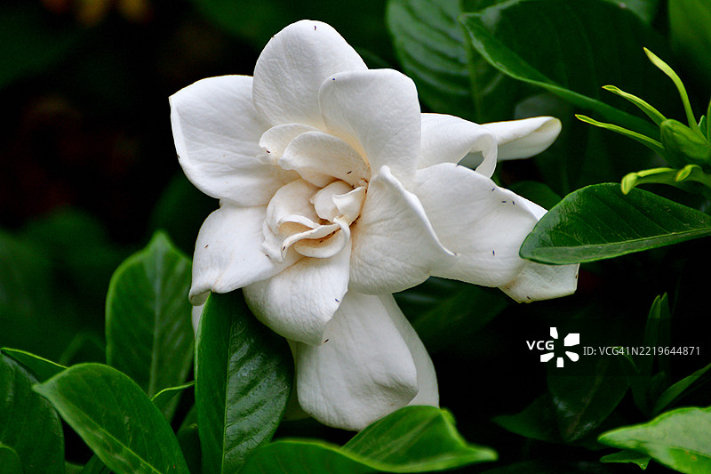 栀子花/常见栀子花/开普茉莉:常绿灌木,具有极其芬芳的白色花朵图片素材