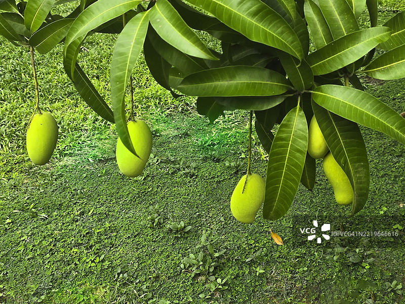 芒果树上芒果果实的特写图片素材