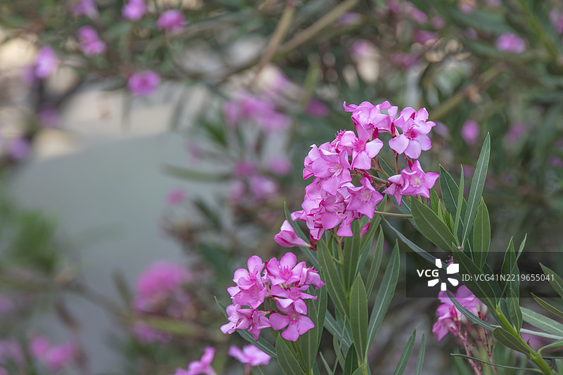夹竹桃，玫瑰月桂，花，地中海玫瑰，克里特岛图片素材