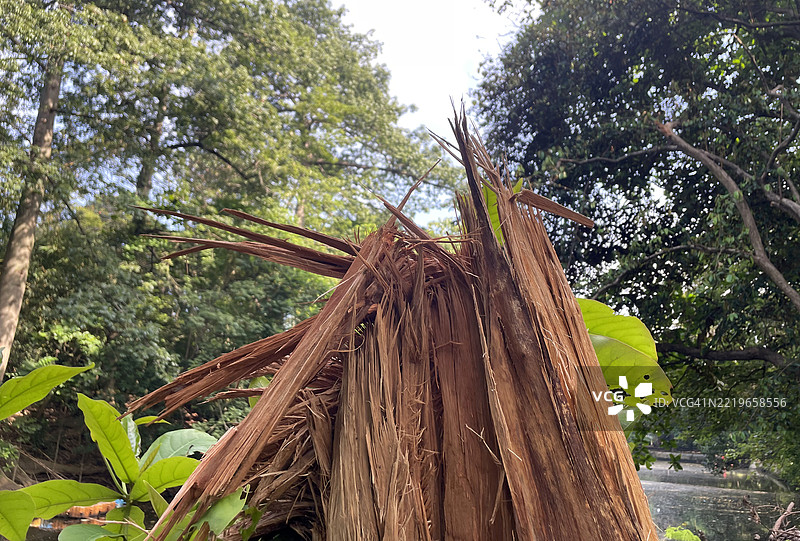 倒下的树图片素材