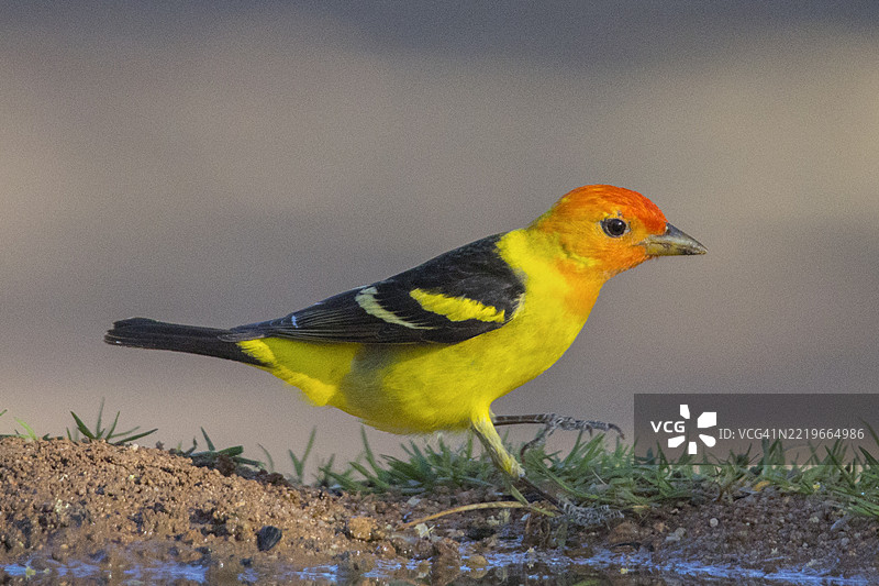 雄性西方唐纳雀在行走图片素材