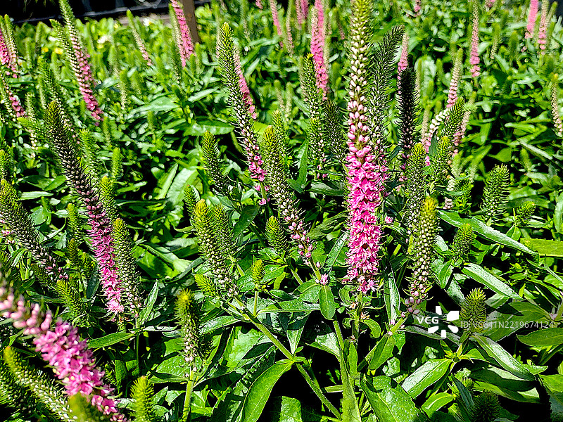 刺果车前草图片素材