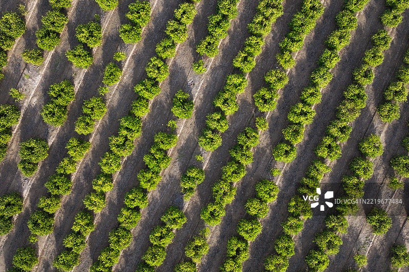 加利福尼亚州皮鲁的柑橘树俯视图图片素材