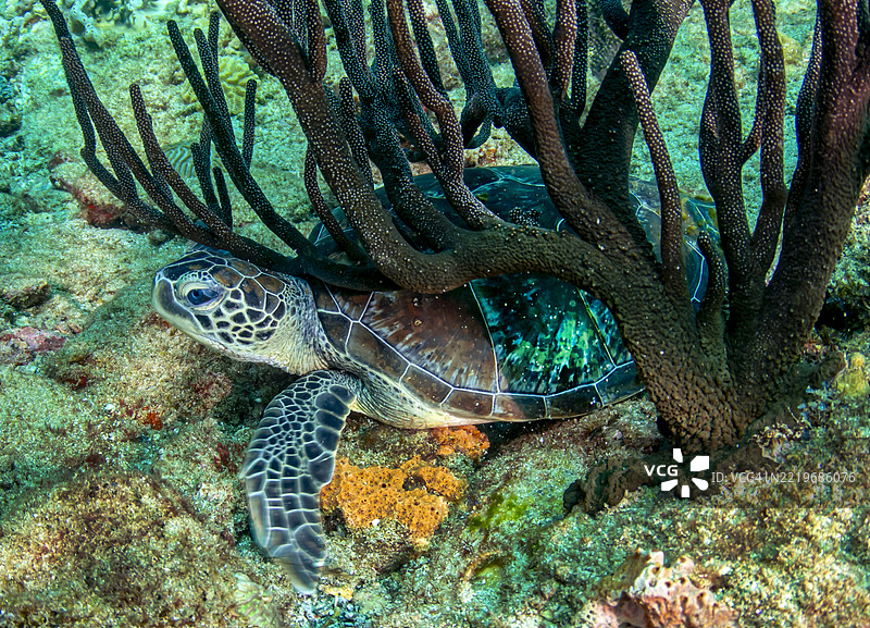 绿海龟。图片素材