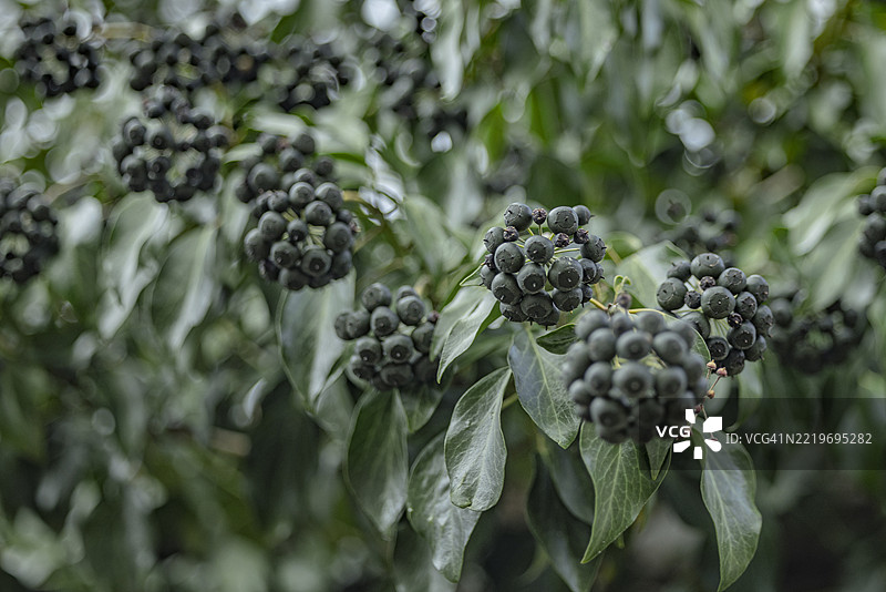 阴凉林中密集的黑色常春藤果实丛图片素材