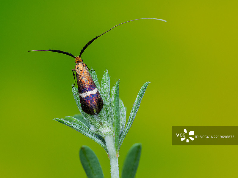 植物上的昆虫特写图片素材