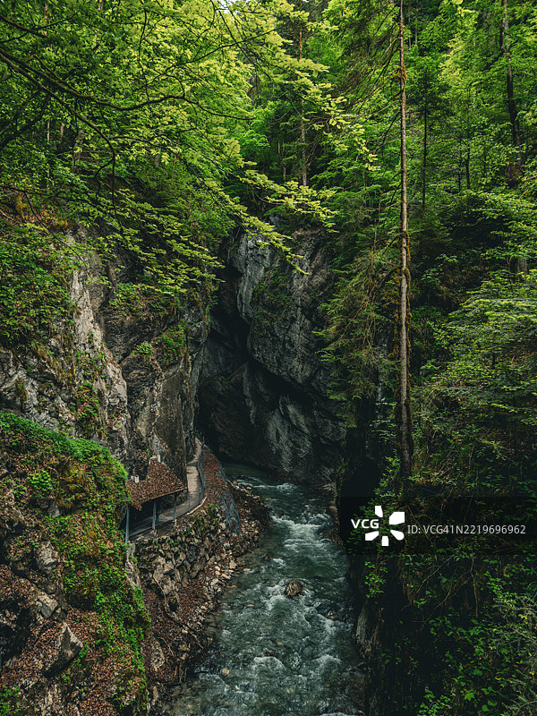 德国巴伐利亚的森林中生长的树木图片素材