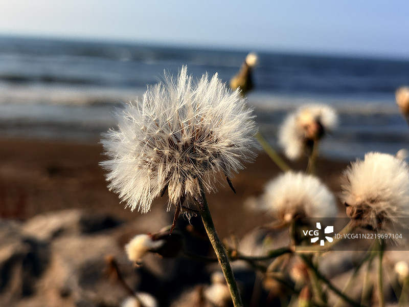 枯萎的蒲公英花特写，巴博尔萨尔，伊朗图片素材