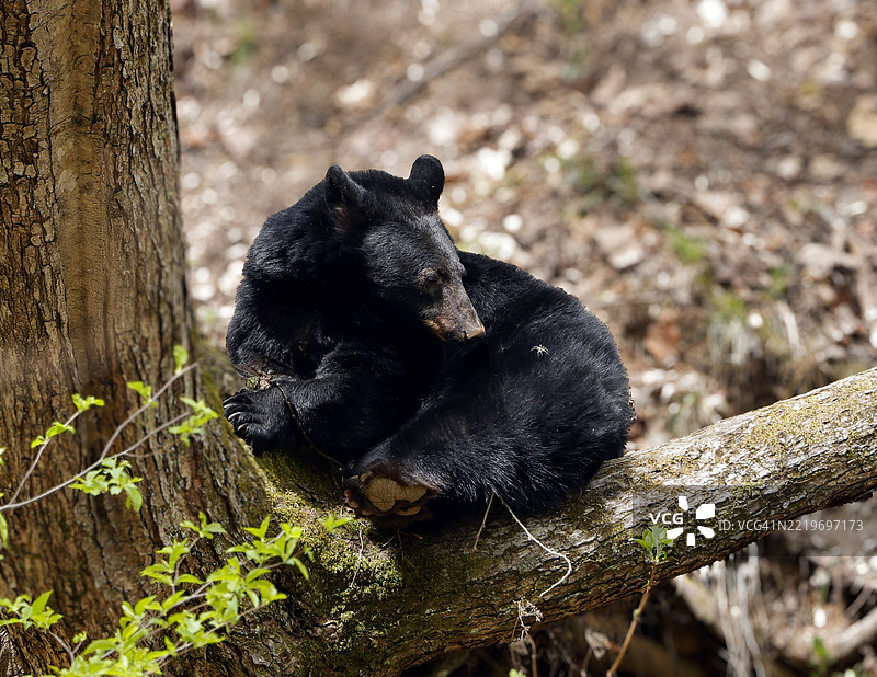 美国黑熊在树干上的特写，田纳西州皮igeon Forge，美国图片素材