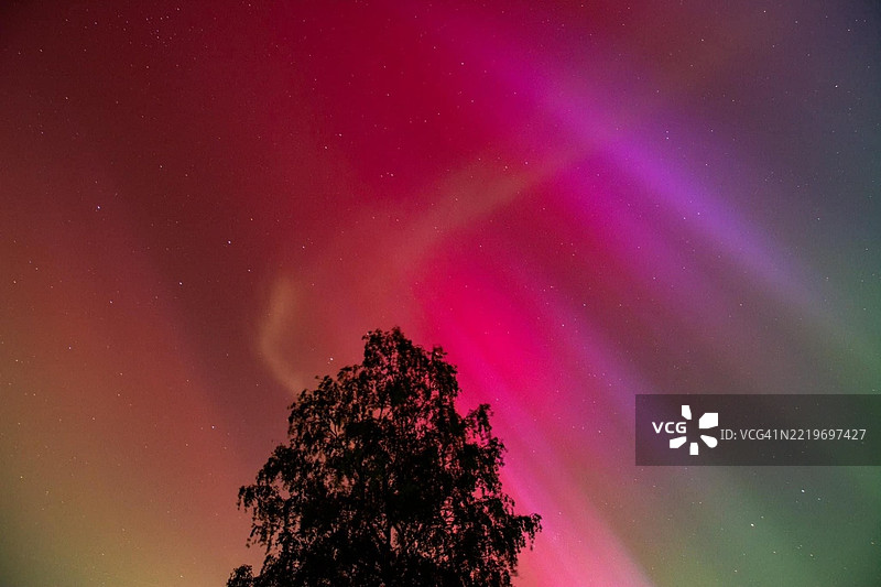 夜空下树木的低角度视图图片素材