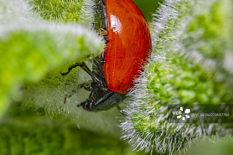 红叶甲虫在毛茸茸的叶子上爬行图片素材