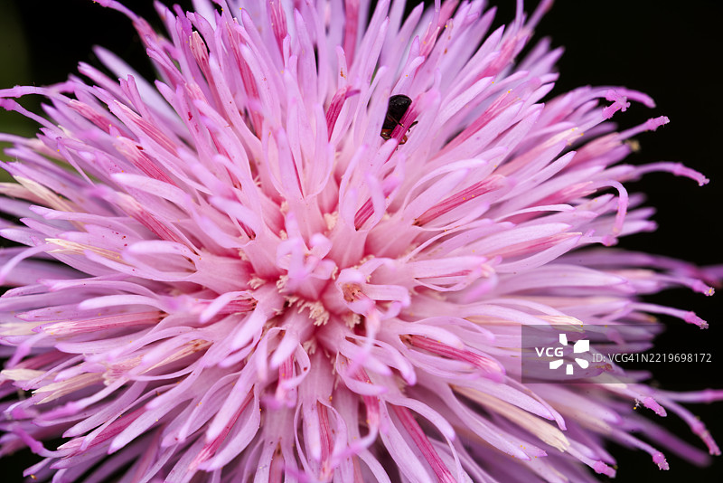 黑色甲虫在蓟花瓣中图片素材