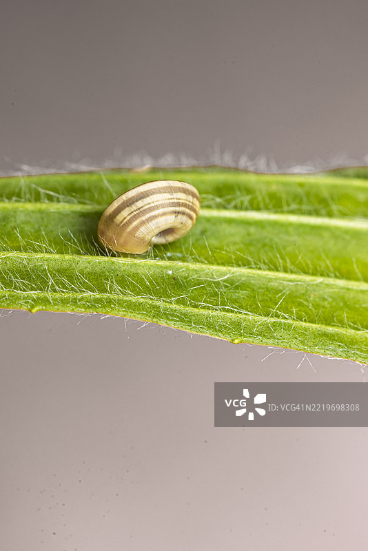 小蜗牛壳在鲜艳的叶子表面上图片素材