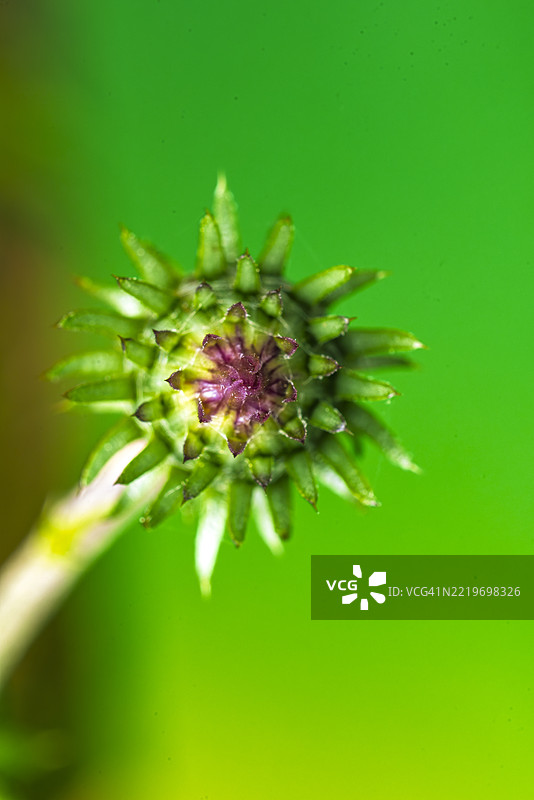 蓟花蕾的特写与鲜艳的绿色背景图片素材