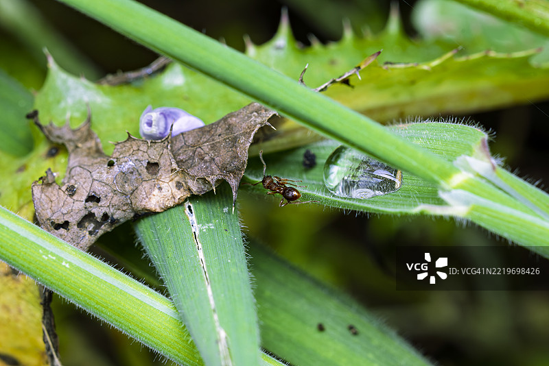红火蚁在带刺的蓟叶上与水滴图片素材