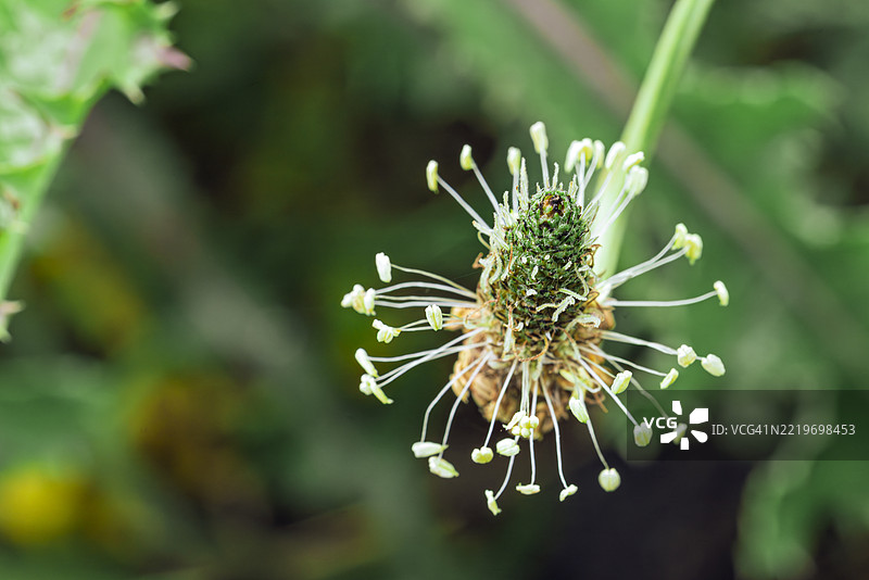 线叶车前草花头与放射状雄蕊图片素材