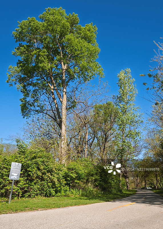 道路旁的树木与晴朗的蓝天，克莱夫，爱荷华州，美国图片素材