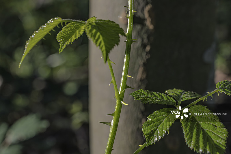 阳光下的多刺黑莓茎图片素材