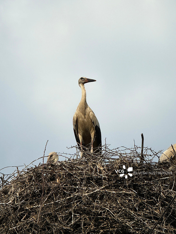 乌克兰天空下，低角度视图的鹳栖息在巢上图片素材