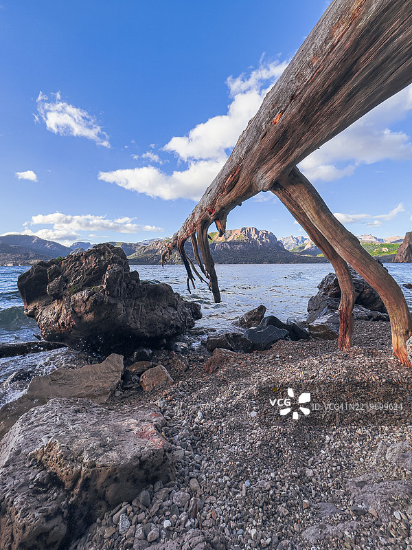 特拉富尔湖岸边倒下的树木图片素材