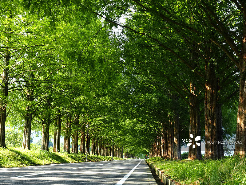 树木间的空旷道路图片素材
