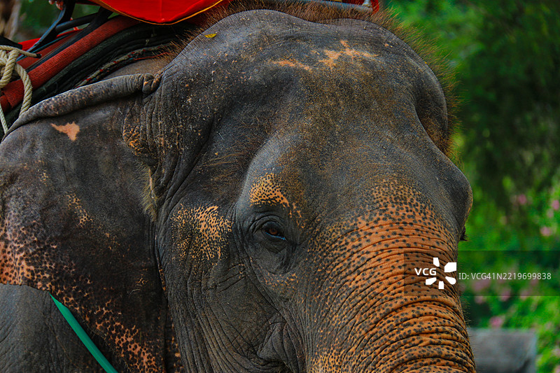 印度亚洲象的特写镜头图片素材