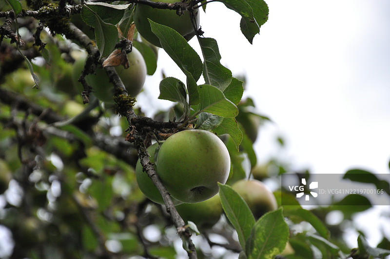 苹果树枝上的新鲜苹果图片素材