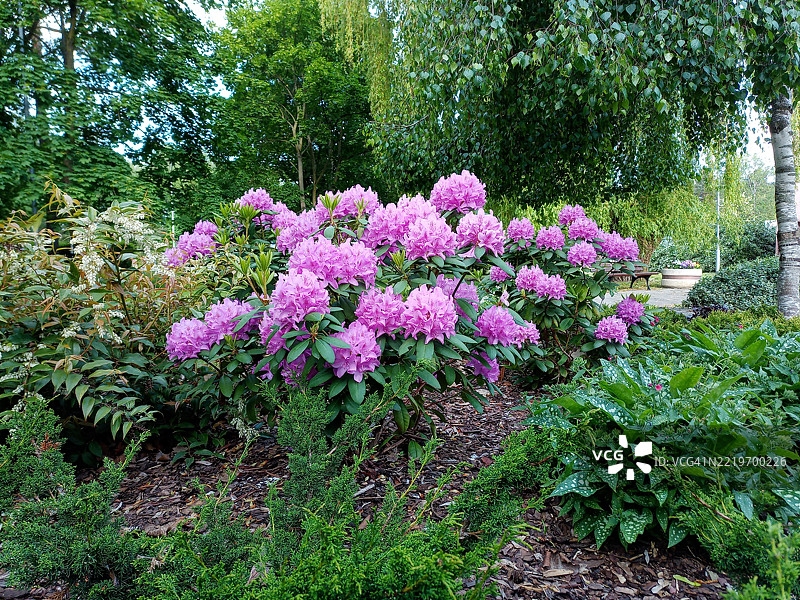 花园中粉色开花植物的特写图片素材