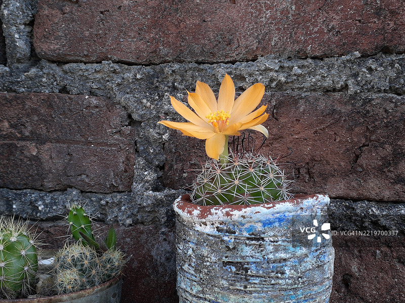 美国的黄色开花植物特写图片素材