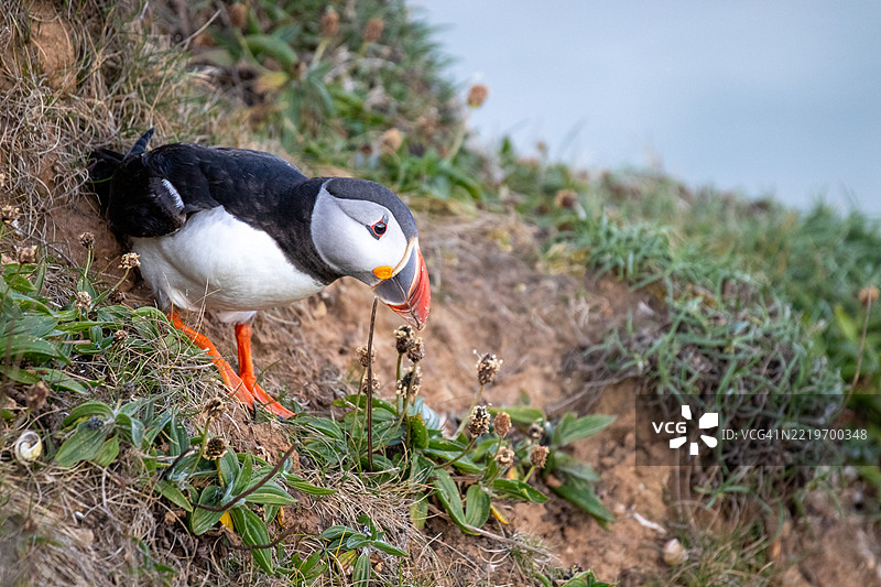 大西洋海雀在田野上的特写，布里德灵顿，英国图片素材