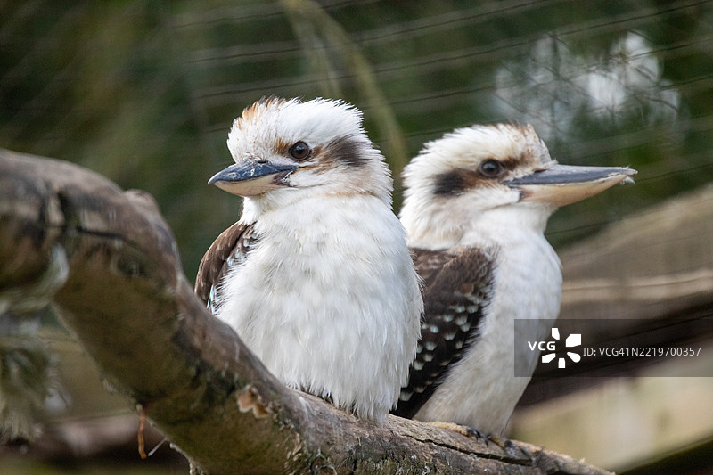 鸟类特写，布里德灵顿，英国图片素材
