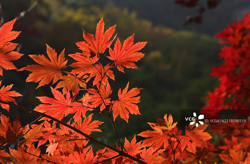 红枫叶的特写图片素材