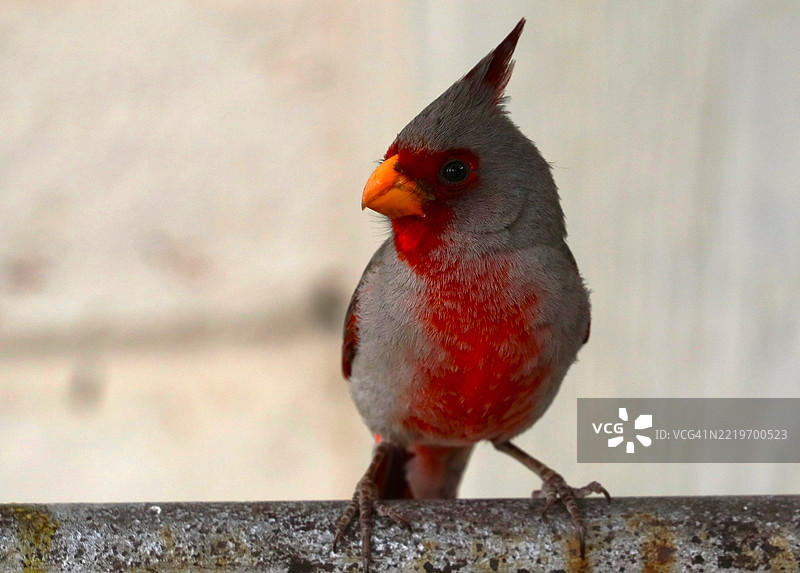 美国亚利桑那州比斯比的红雀特写镜头图片素材