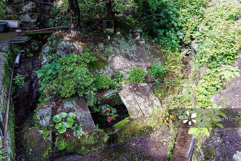这个春天位于海边的一个山谷中。这里生长着美丽的水生植物，如白花水芹（Ranunculus nipponicus var. submersus，毛茛科）、秋海棠（毛茛科）和蒲公英（菊科）。图片素材