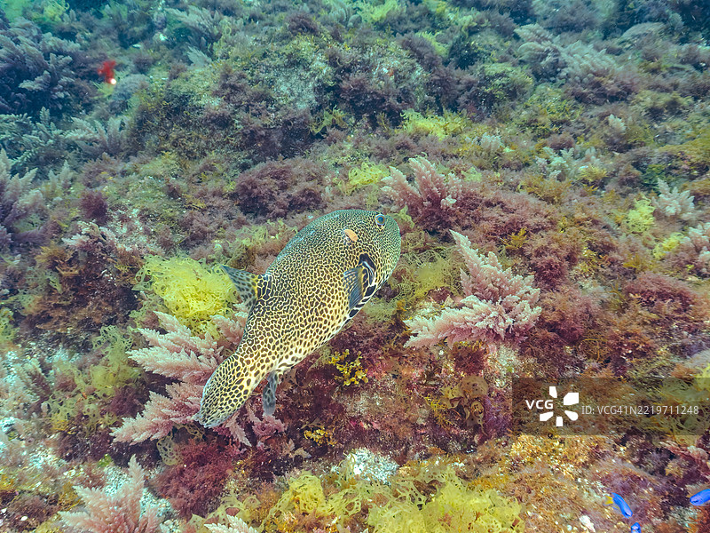 星点河豚，星河豚，星河蟾鱼，星点河豚。天使小丑鱼，蓝色小丑鱼，鱼群。图片素材